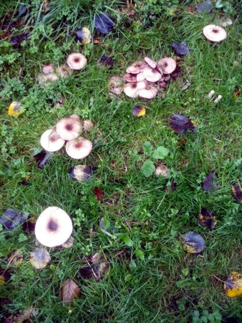 [Thumbnail for Portobellos in lawn.jpg]